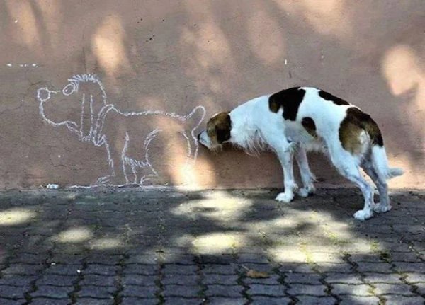 What Is Going On Here? (41 pics)