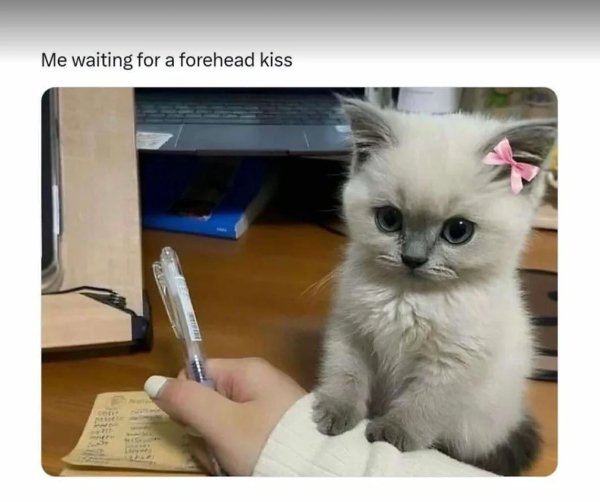Memes For Couples (35 pics)
