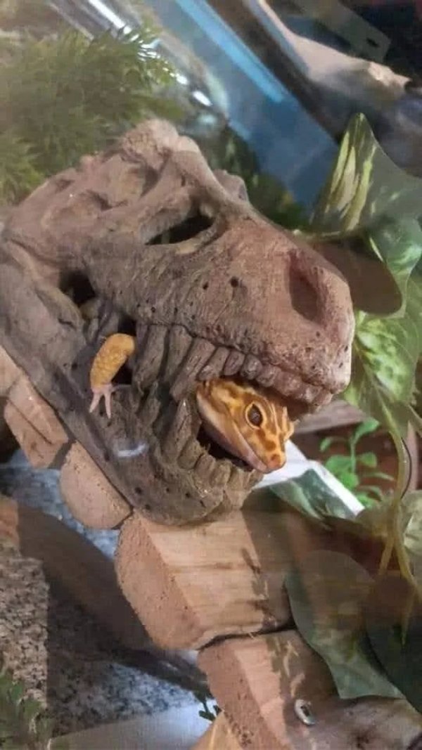 What Is Going On Here? (41 pics)