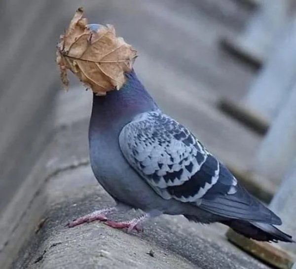 What Is Going On Here? (41 pics)