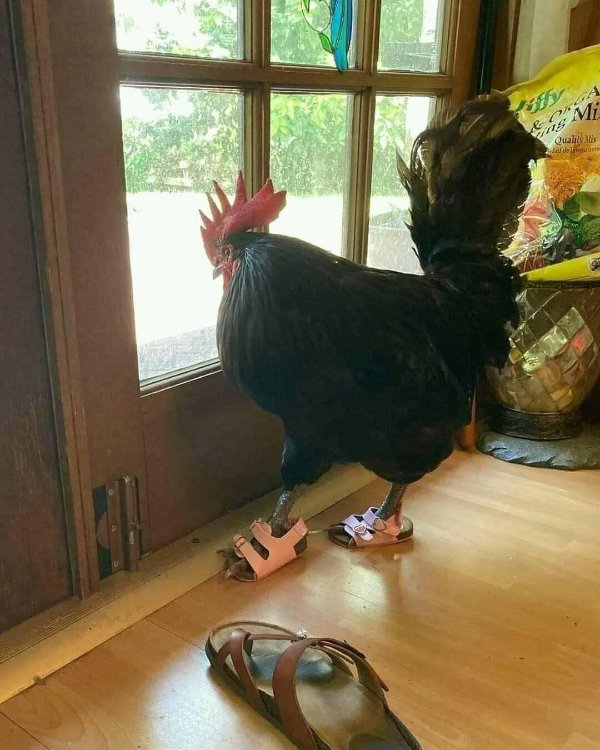 What Is Going On Here? (41 pics)