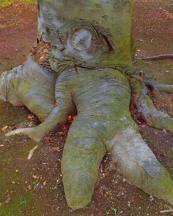 What Is Going On Here? (41 pics)
