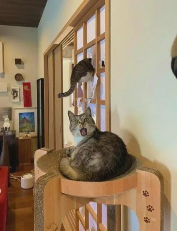 What Is Going On Here? (41 pics)