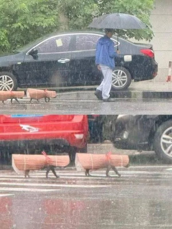 What Is Going On Here? (41 pics)