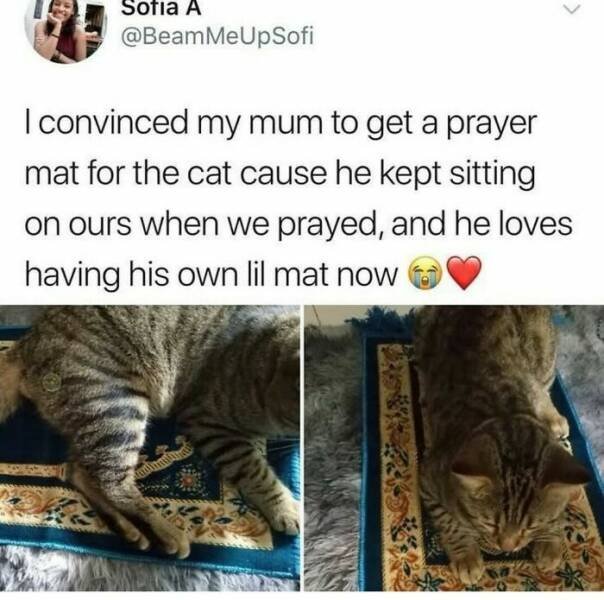 Positive Posts For A Good Mood (21 pics)