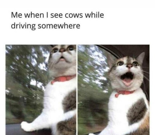 Positive Posts For A Good Mood (21 pics)
