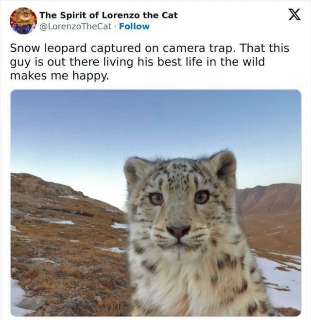 Positive Posts For A Good Mood (21 pics)