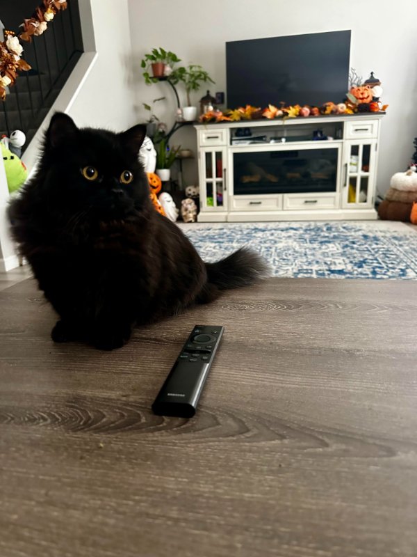 Memes And Photos For Cats Lovers (30 pics)