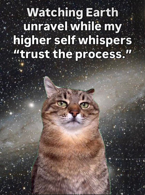 Memes And Photos For Cats Lovers (30 pics)