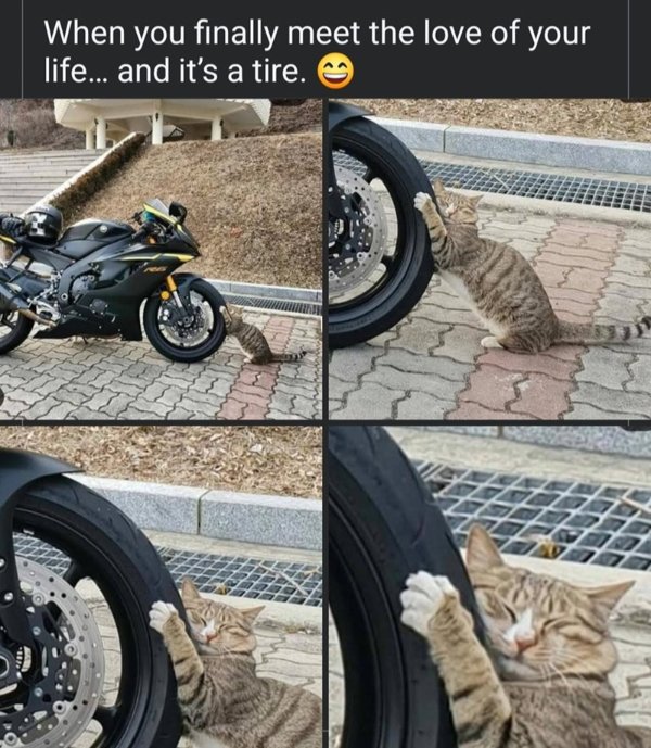 Memes And Photos For Cats Lovers (30 pics)