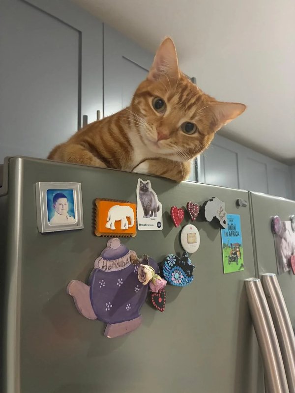 Memes And Photos For Cats Lovers (30 pics)