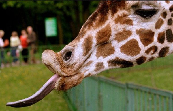 Interesting Facts (19 pics)