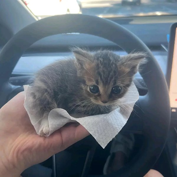 Memes And Photos For Cats Lovers (30 pics)