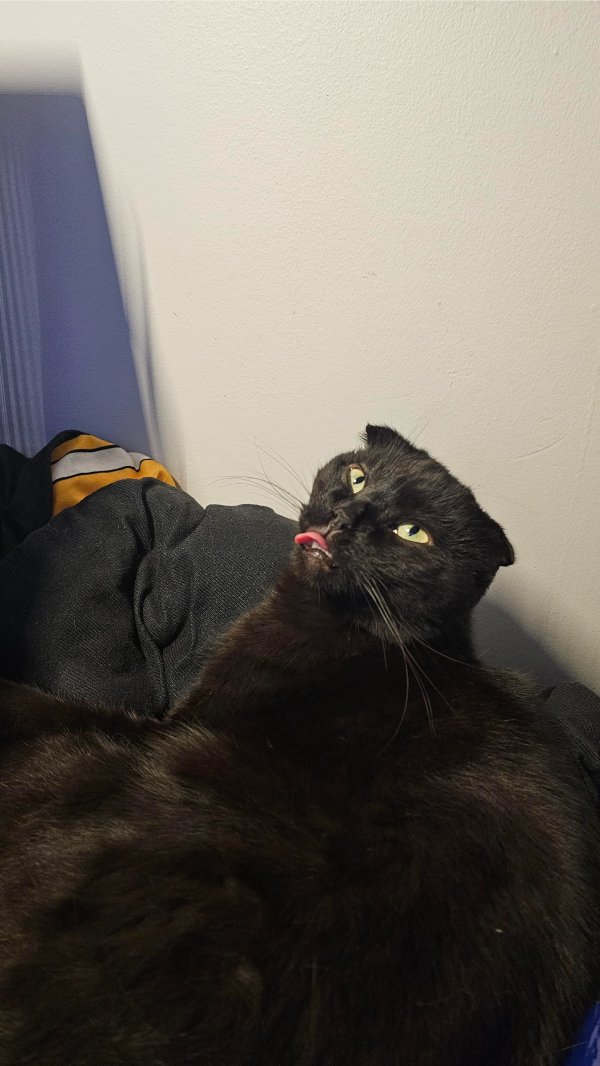 Memes And Photos For Cats Lovers (30 pics)