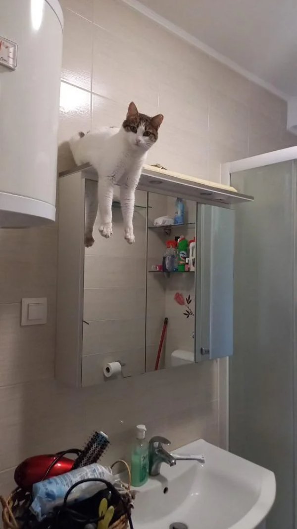 Memes And Photos For Cats Lovers (30 pics)