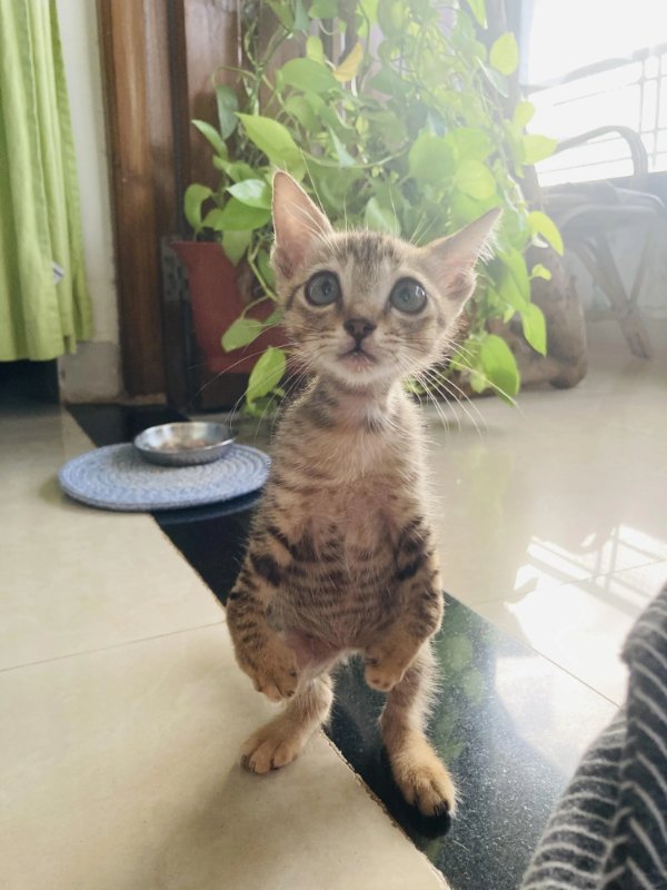 Memes And Photos For Cats Lovers (30 pics)