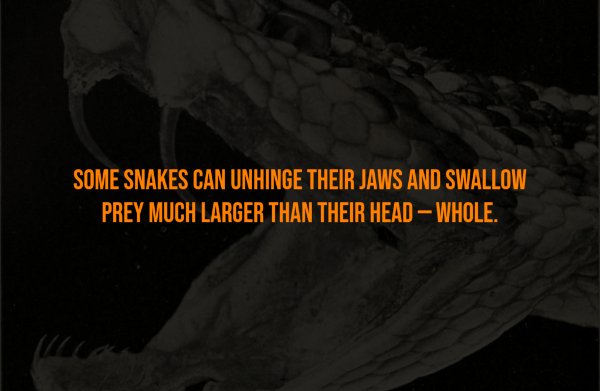 Creepy Facts (15 pics)