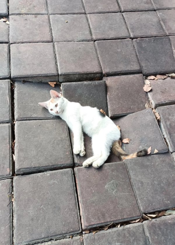Memes And Photos For Cats Lovers (30 pics)