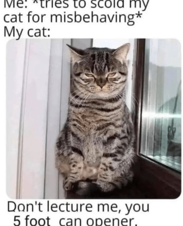 Memes And Photos For Cats Lovers (30 pics)
