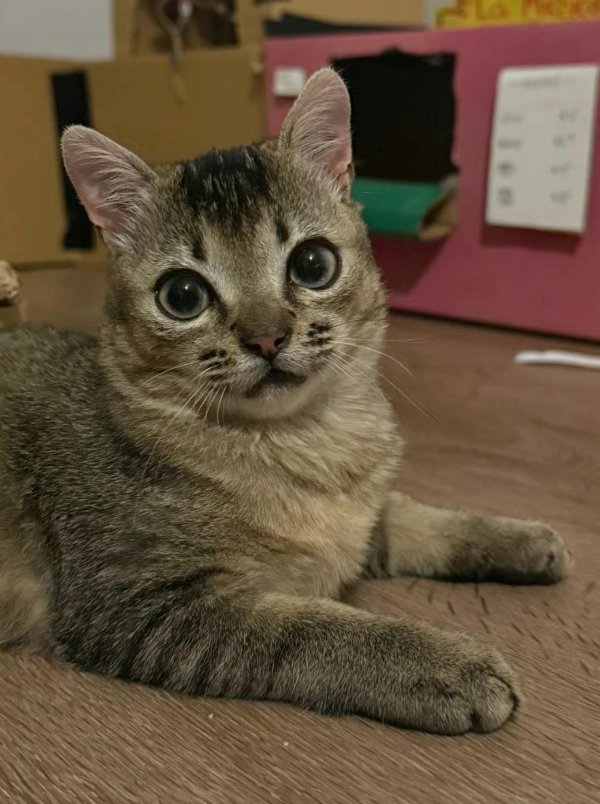Memes And Photos For Cats Lovers (30 pics)