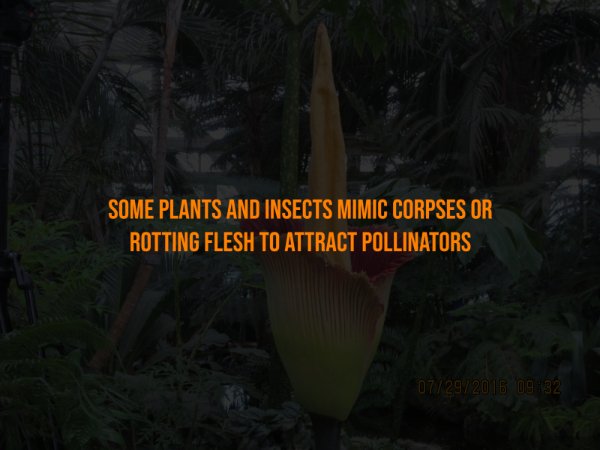 Creepy Facts (15 pics)