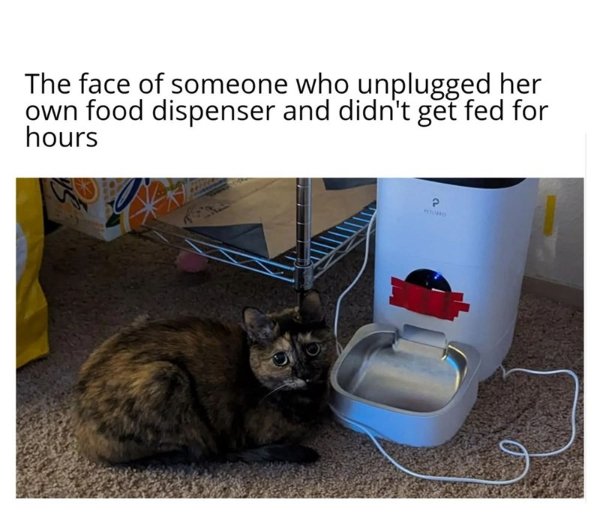Memes And Photos For Cats Lovers (30 pics)