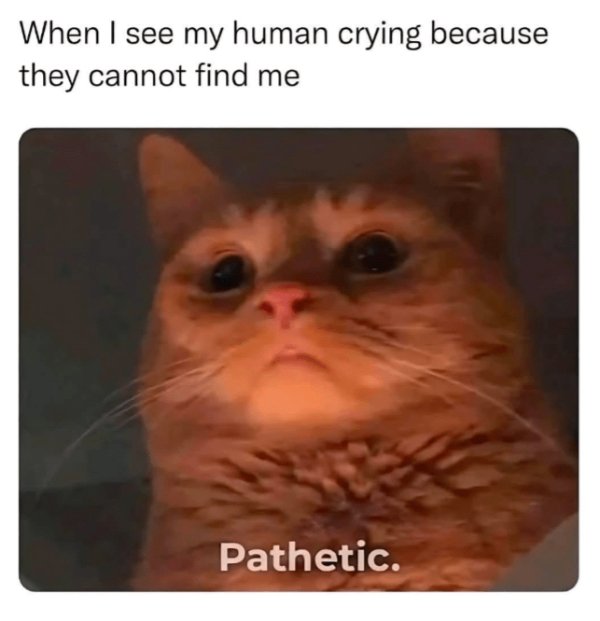 Memes And Photos For Cats Lovers (30 pics)