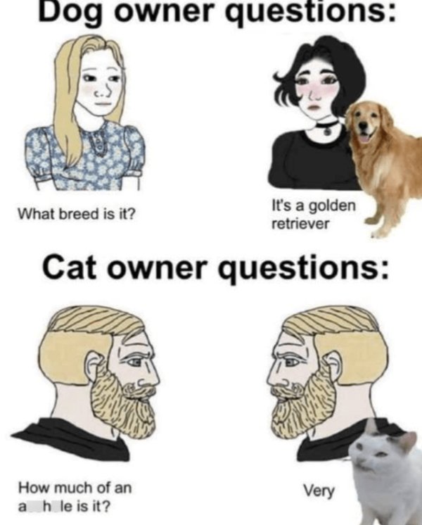 Memes And Photos For Cats Lovers (30 pics)