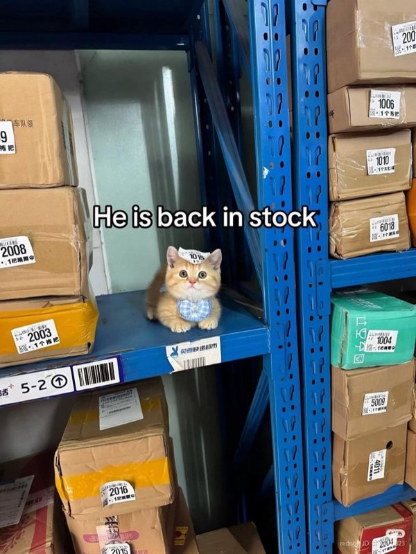 Memes And Photos For Cats Lovers (30 pics)