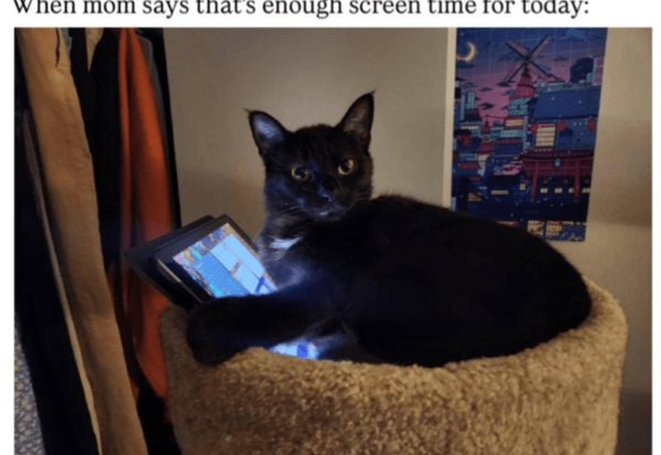 Memes And Photos For Cats Lovers (30 pics)