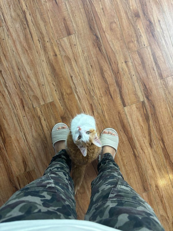 Memes And Photos For Cats Lovers (30 pics)