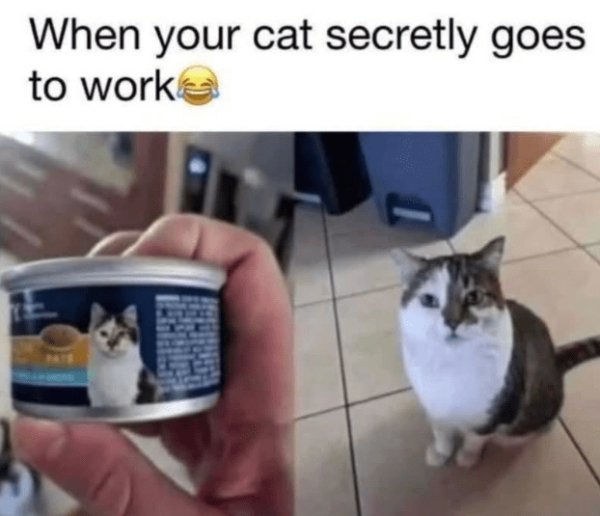 Memes And Photos For Cats Lovers (30 pics)