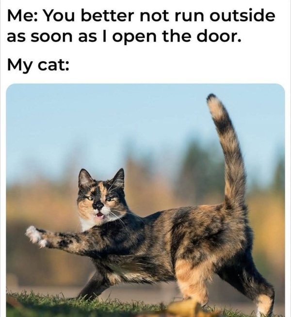Memes And Photos For Cats Lovers (30 pics)