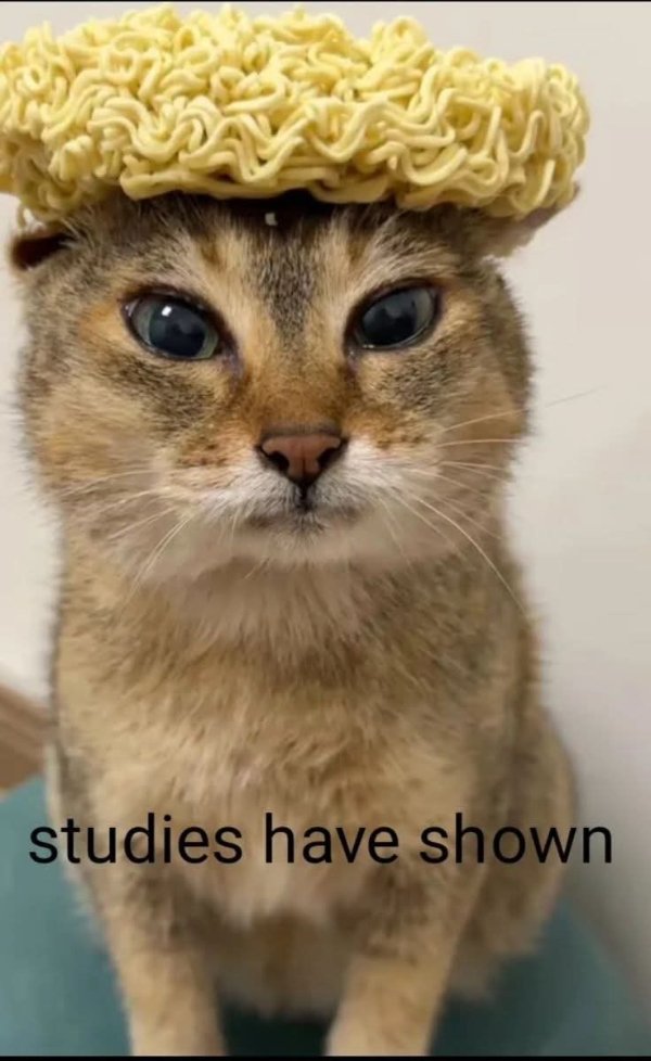 Memes And Photos For Cats Lovers (30 pics)