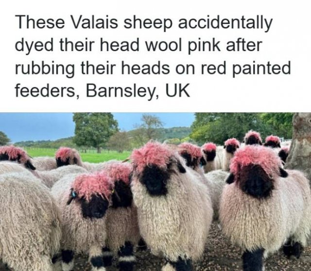 Hilarious Photos From Around The World (18 pics)