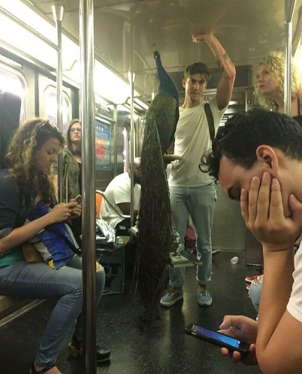 What Is Going On Here? (40 pics)