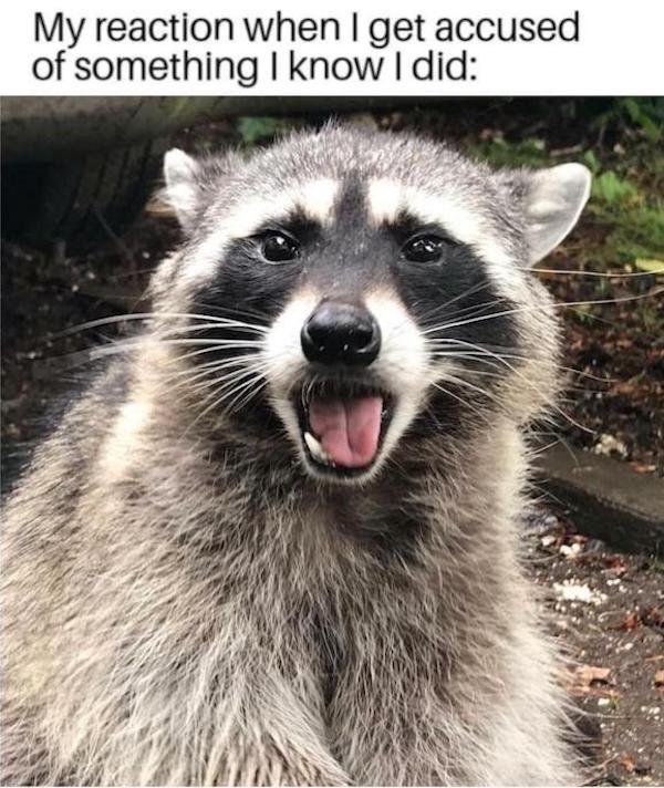 Truthful Memes (43 pics)