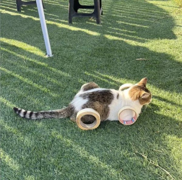 What Is Going On Here? (40 pics)