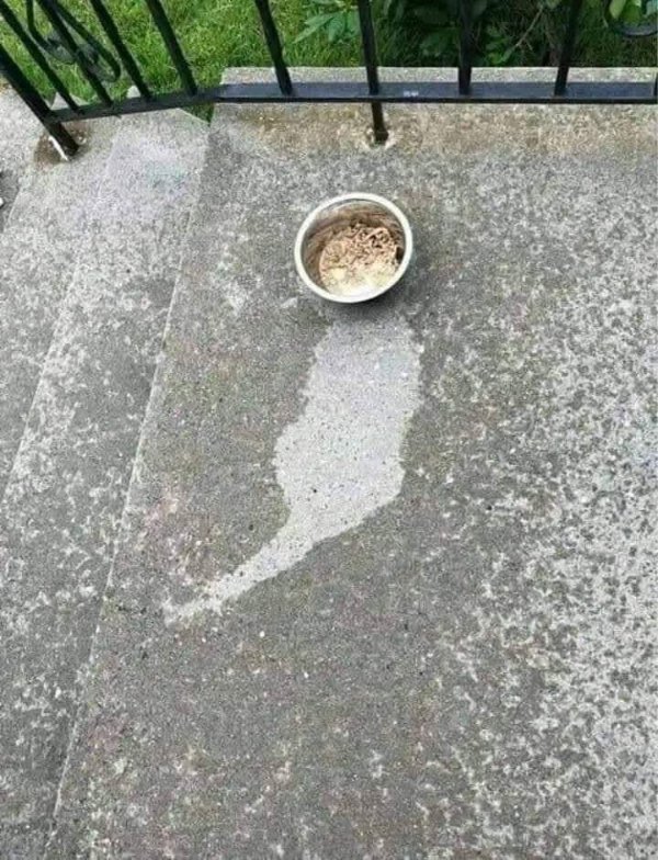 What Is Going On Here? (40 pics)
