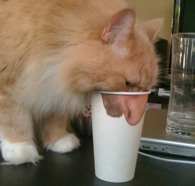 What Is Going On Here? (20 pics)