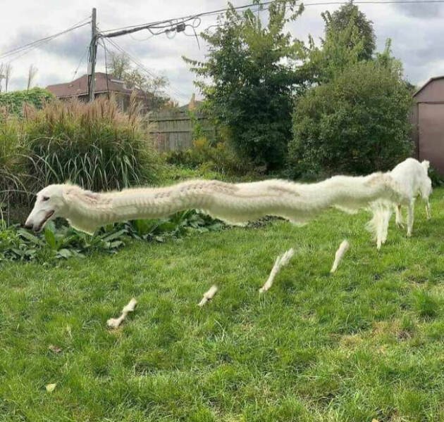 What Is Going On Here? (20 pics)