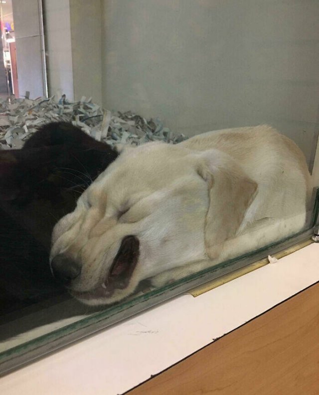 What Is Going On Here? (20 pics)