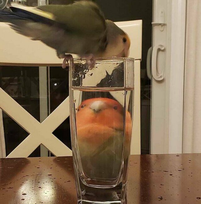 What Is Going On Here? (20 pics)