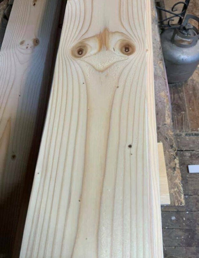 What Is Going On Here? (20 pics)