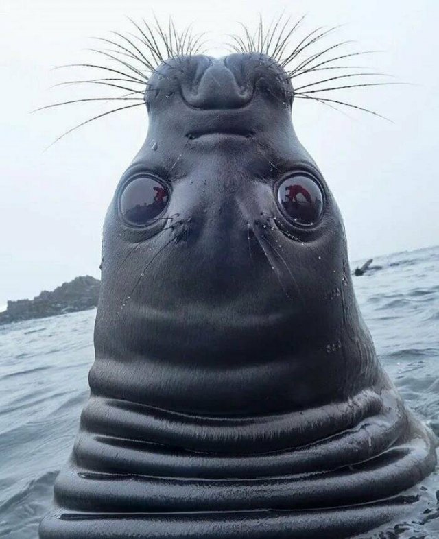 What Is Going On Here? (20 pics)