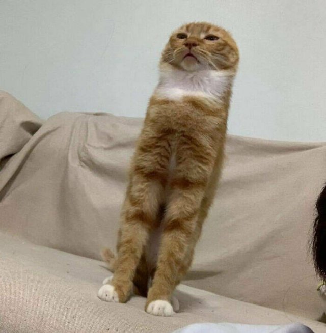 What Is Going On Here? (20 pics)