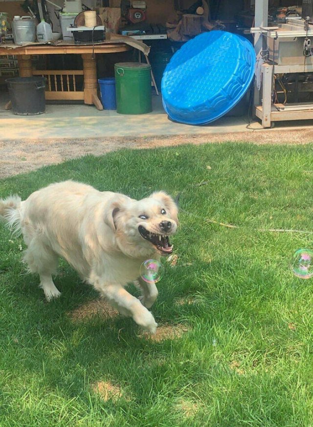 What Is Going On Here? (20 pics)
