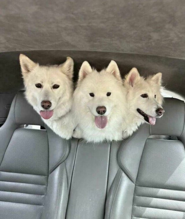 What Is Going On Here? (20 pics)