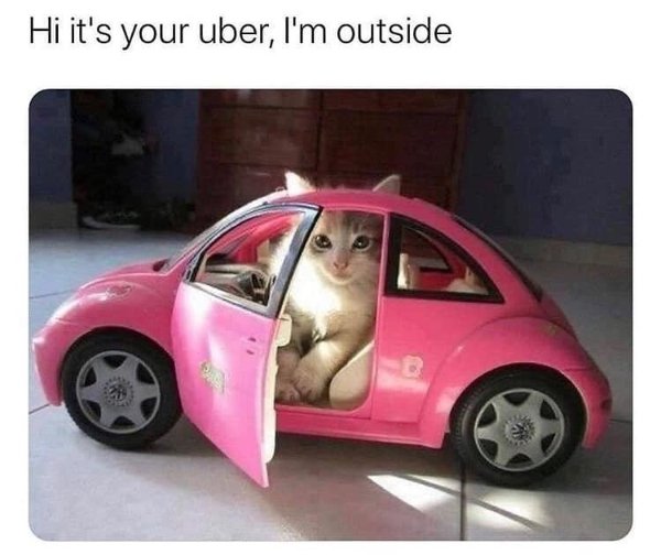 Memes For Cats Lovers (30 pics)