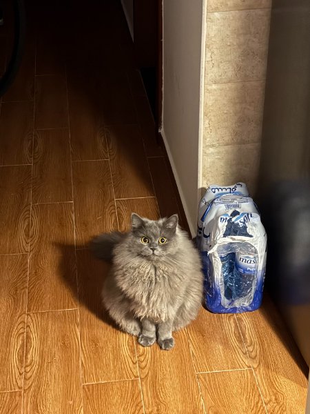 Memes For Cats Lovers (30 pics)